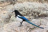 Black-billed Magpie